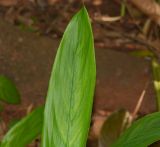 Elettaria cardamomum. Верхушка листа. Танзания, автономия Занзибар, о-в Унгуджа, Urban/West Region, ферма специй \"Tangavizi\". 27.10.2018.