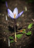 Crocus speciosus. Цветущее растение. Кировская обл., г. Киров, Ботанический сад Вятского государственного университета, в культуре. 22.09.2018.