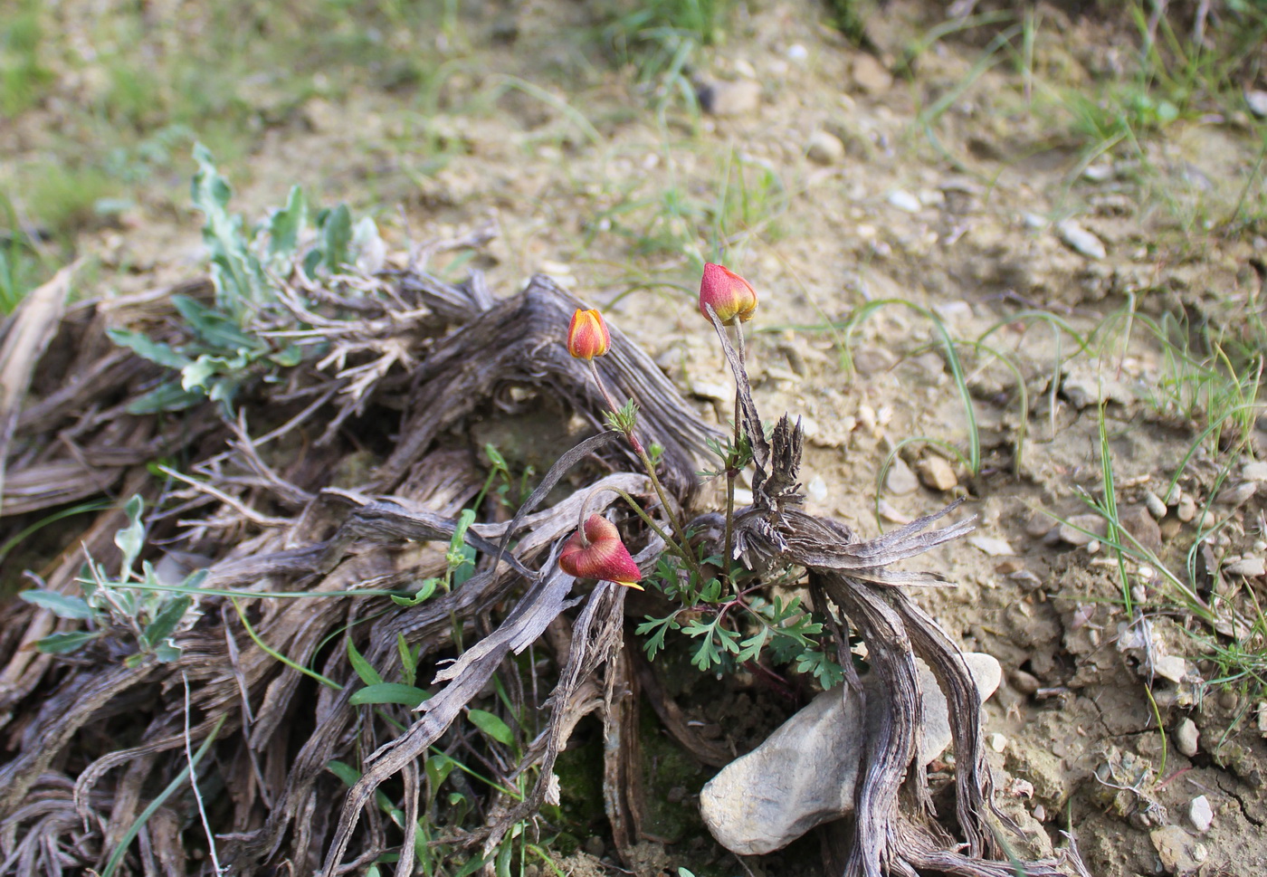 Изображение особи Anemone petiolulosa.