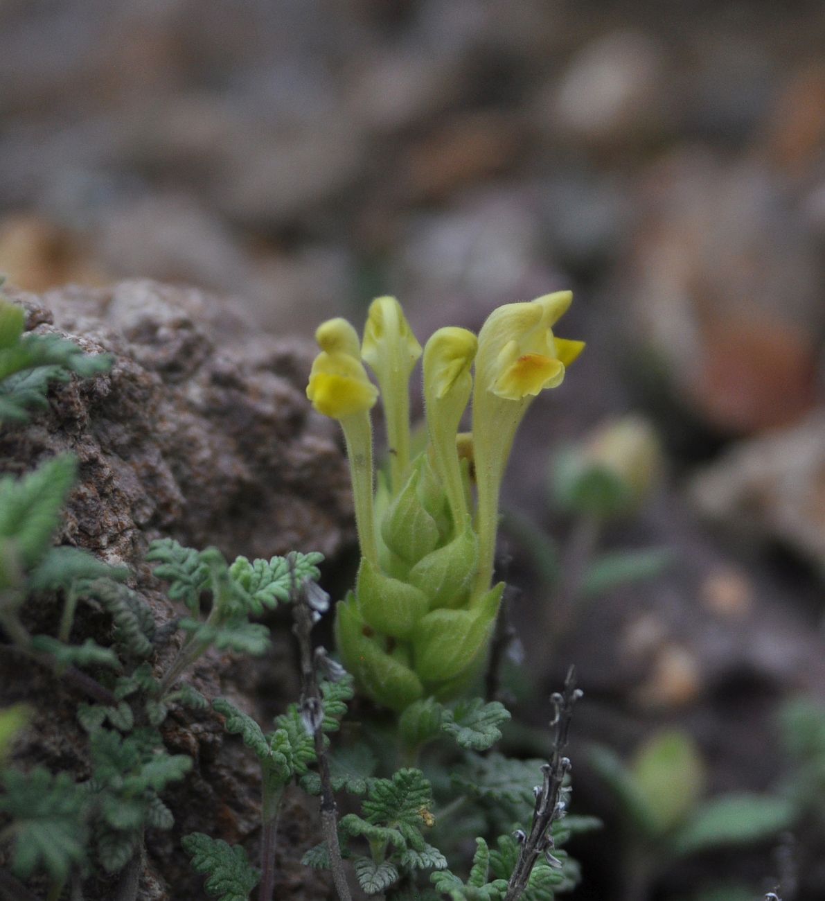 Изображение особи Scutellaria orientalis.