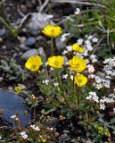 Ranunculus lasiocarpus. Цветущее растение. Алтай, Кош-Агачский р-н, долина р. Нарын-Гол, северный берег озера Киндыктыкёль, ≈ 2200 м н.у.м, горная тундра. 15.06.2019.