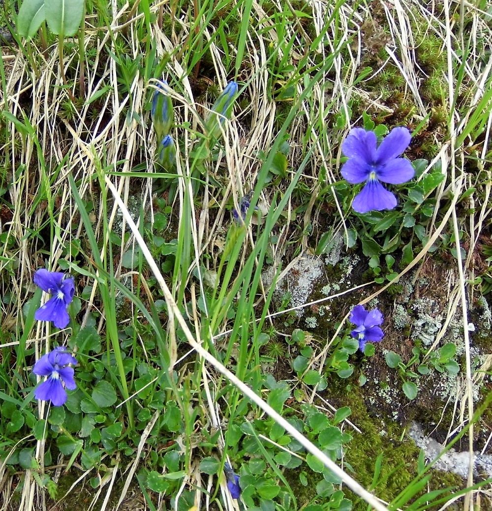 Изображение особи Viola altaica.