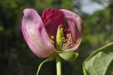 Paeonia obovata