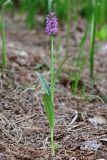 Dactylorhiza urvilleana. Цветущее растение (высота - 40 см, длина соцветия 7 см). Краснодарский край, Туапсинский р-н, СЗ склон отрога (1397 м) массива горы Семиглавая, 1250 м н.у.м., заросли папоротника на субальпийском лугу. 15 июня 2019 г.