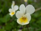 Viola arvensis