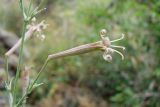 Silene longicalycina