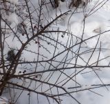 Cotoneaster horizontalis