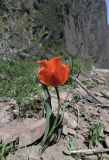 Tulipa greigii