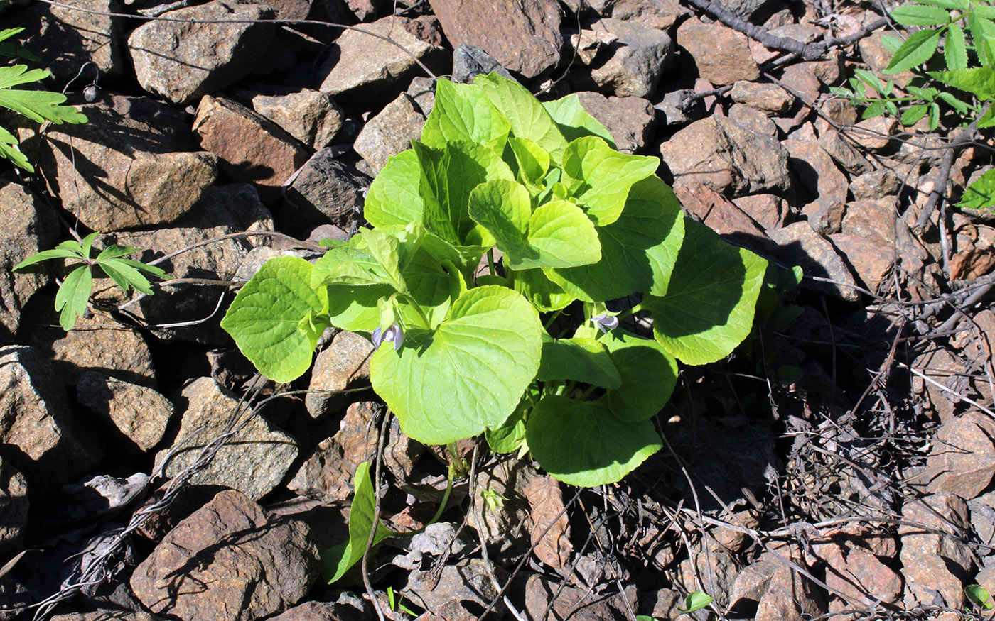 Изображение особи Viola mirabilis.