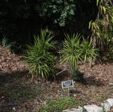 Cordyline stricta