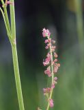 Rumex acetosa. Соцветие с цветками и завязями (13 июня уже вместо цветков висели плоды) и часть побега (слева). Калужская обл., Боровский р-н, окр. дер. Чёлохово, высота 200 м н.у.м, сенокосный луг на старой залежи в 10 м от смешанного леса. 10 июня 2022 г.