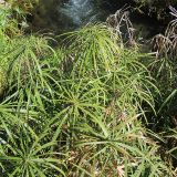 Cyperus alternifolius