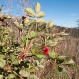 Rosa pulverulenta. Верхушка ветки с плодами. Адыгея, Кавказский биосферный заповедник, ур. Яворова Поляна, ≈ 1900 м н.у.м., субальпийский луг. 17.10.2015.