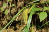 Carex pseudocyperus. Верхушка побега с соплодиями, отцветшим мужским соцветием и притаившимся пауком. Ленинградская обл., Ломоносовский р-н, окр. дер. Дубки, сосняк травяно-черничный, сырая выемка грунта у лесной дороги. 27.08.2022.