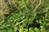 Heracleum sibiricum