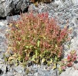 Rumex cyprius