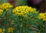 Euphorbia cyparissias