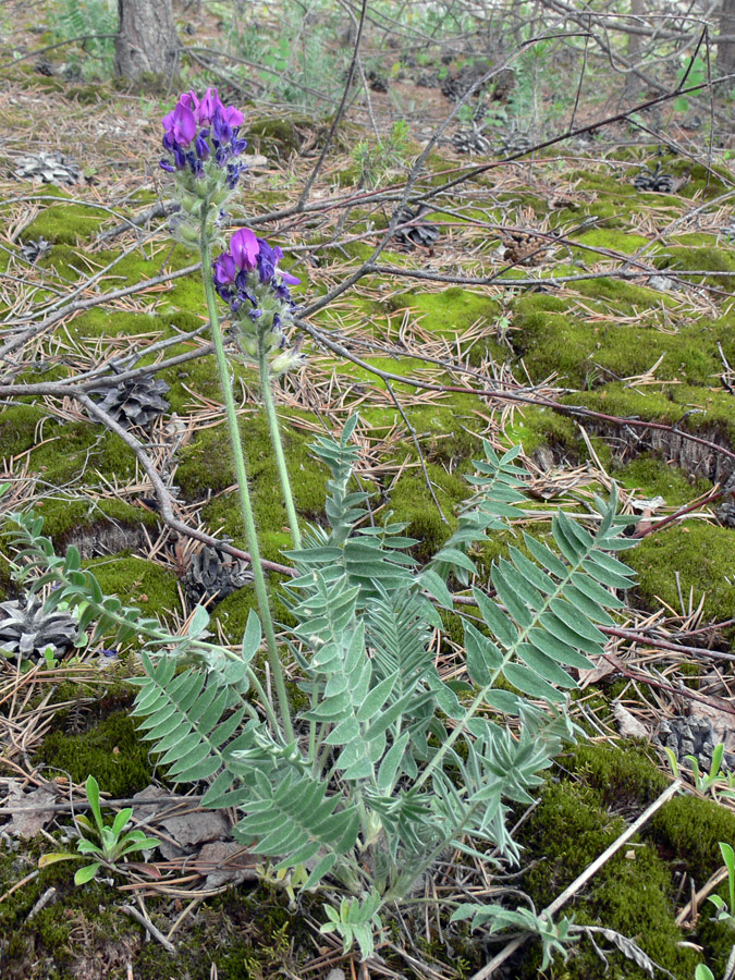 Image of Oxytropis ivdelensis specimen.