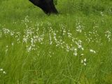 Eriophorum komarovii. Растения на сыром лугу. Приморский край, Партизанский район, п-ов Трудный, вблизи оз. Лебединого. 16.06.2012.