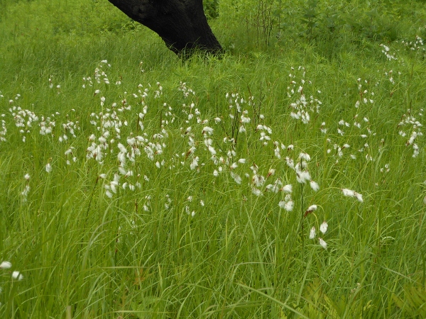 Изображение особи Eriophorum komarovii.