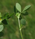 Trifolium campestre