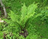 Dryopteris crassirhizoma