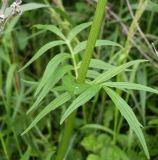 Valeriana officinalis. Листья в средней части побега. Ростовская обл., дельта Дона, Азовский р-н, окр. хутора Узяк, на лугу. 01.06.2012.