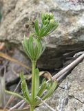 Galium aparine. Верхушка плодоносящего растения. Крым, Карадагский заповедник, Береговой хребет, степной склон. 6 мая 2013 г.