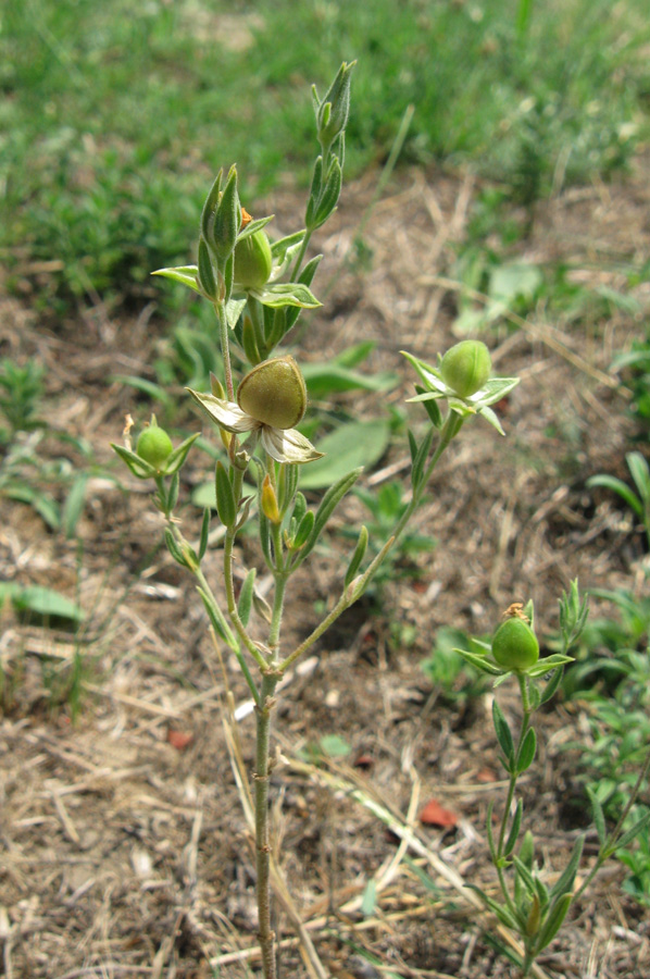 Изображение особи Helianthemum lasiocarpum.