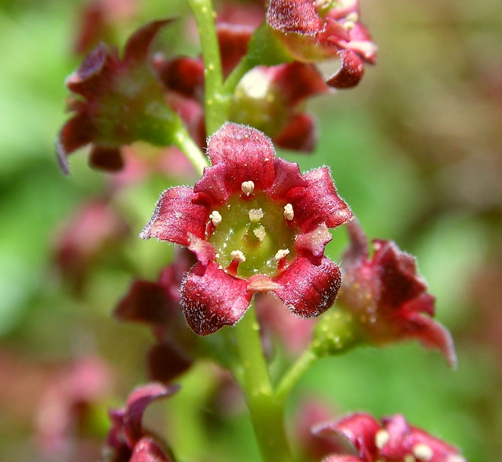 Изображение особи Ribes procumbens.