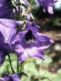 Delphinium iliense