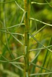 Asphodeline lutea