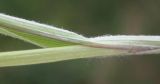 Stipa brauneri