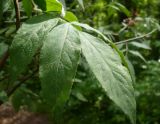 Sambucus sibirica