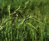 Festuca arundinacea