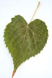 Tilia amurensis