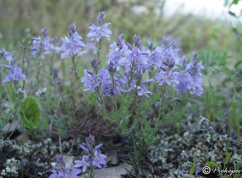 Изображение особи Veronica capsellicarpa.