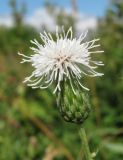 Cirsium setosum. Соцветие (белоцветковая форма). Окр. Архангельска, луг. 01.08.2011.