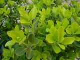 Euonymus japonicus. Верхушки побегов с молодыми листьями и развивающимися соцветиями. Краснодарский край, г. Сочи, Центральный р-н, в культуре. 25.03.2016.