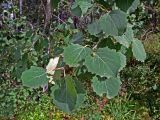 Populus tremula