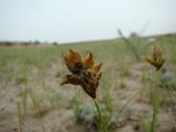 Carex subphysodes