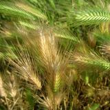 Hordeum murinum