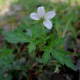 Geranium sibiricum