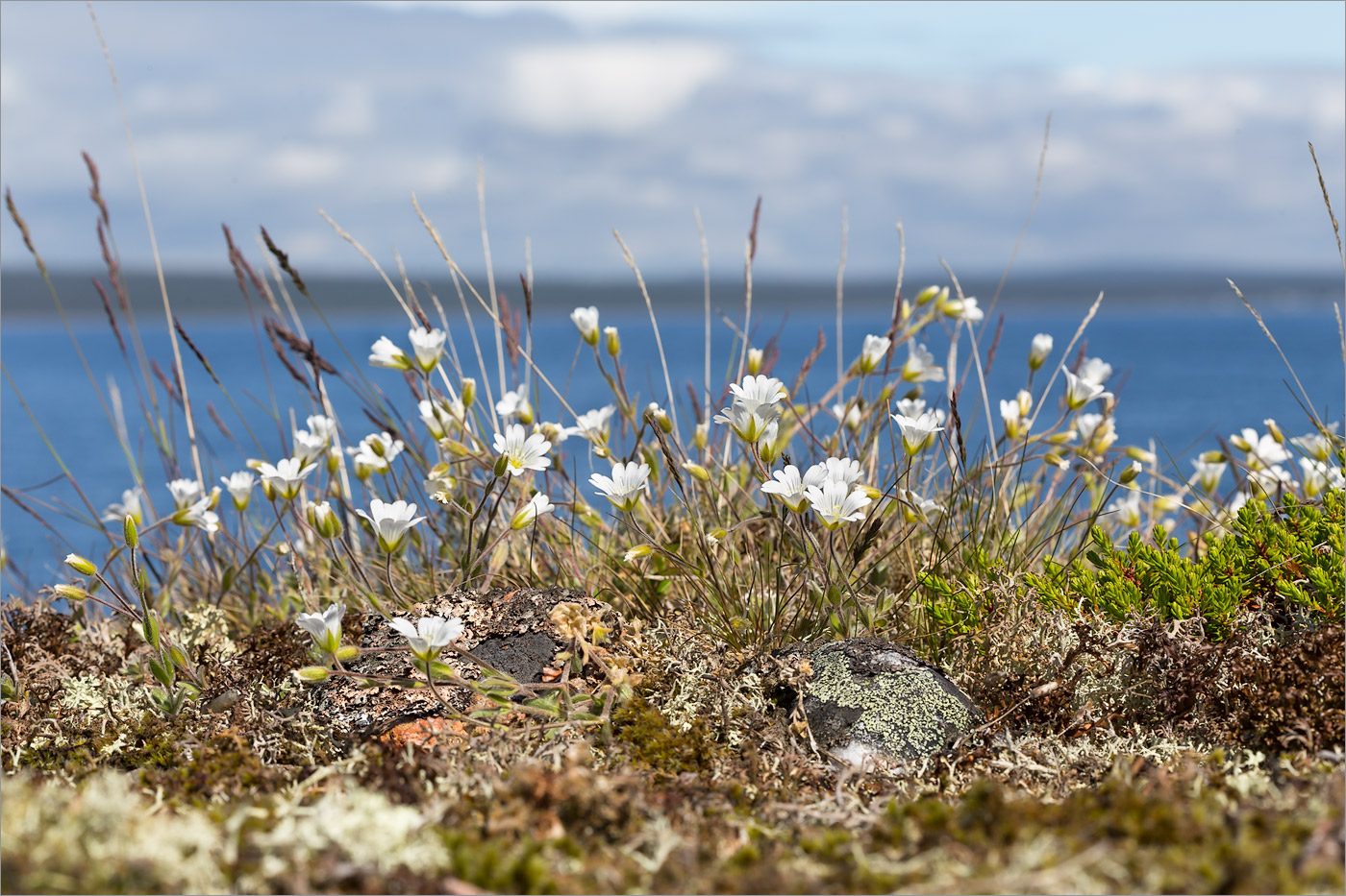 Изображение особи Cerastium alpinum.