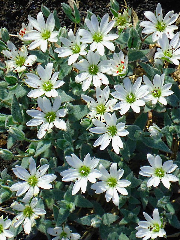 Изображение особи Stellaria eschscholtziana.