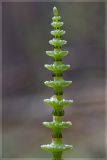 Equisetum pratense