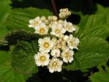 Physocarpus amurensis