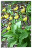 Cypripedium calceolus. Группа (клон) цветущих растений. Республика Татарстан, памятник природы \"Семиозёрский склон\", май 2006.