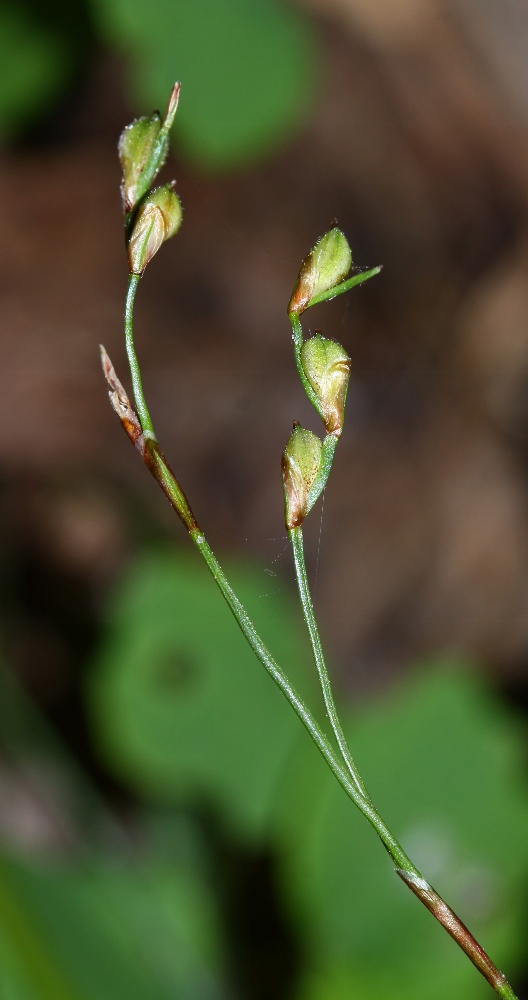 Image of Carex quadriflora specimen.