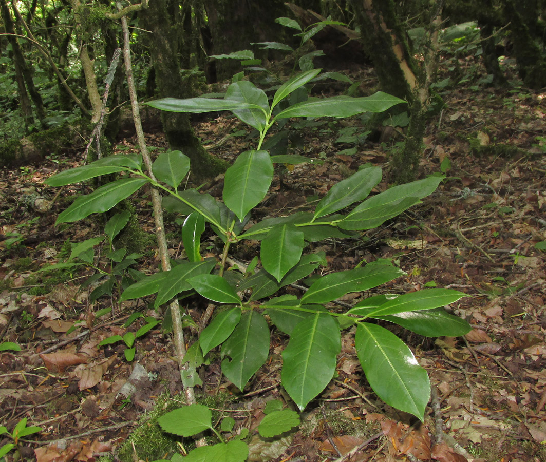 Изображение особи Lauro-cerasus officinalis.